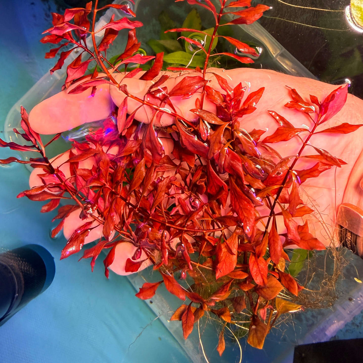 Ludwigia Palustris Super Red x 5 Stems held in hand, showcasing stunning deep red leaves under bright lighting.