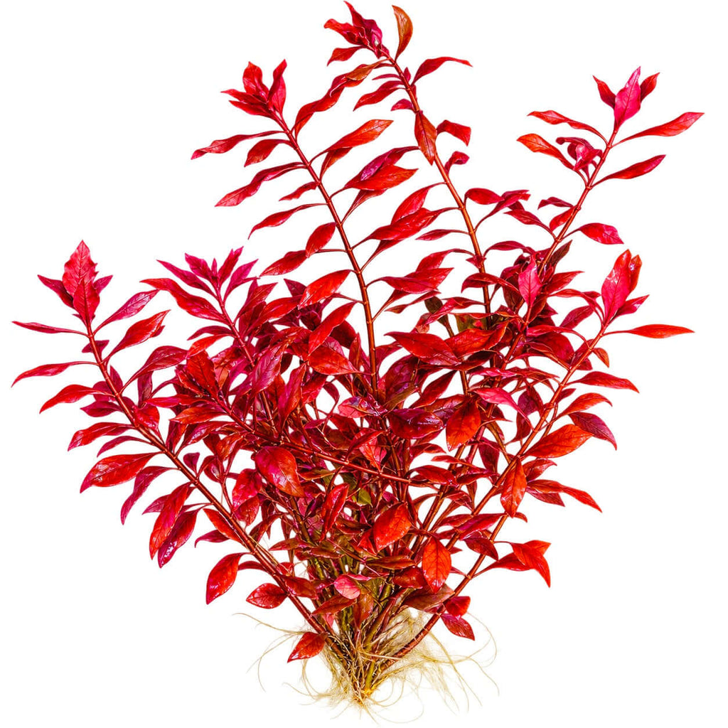 Ludwigia Palustris Super Red x 5 Stems featuring vibrant red leaves for aquascaping.
