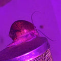 Mystery Snail / Apple Snail (Pomacea bridgesii) x1 on tank filter under purple lighting, showcasing its marbled shell.