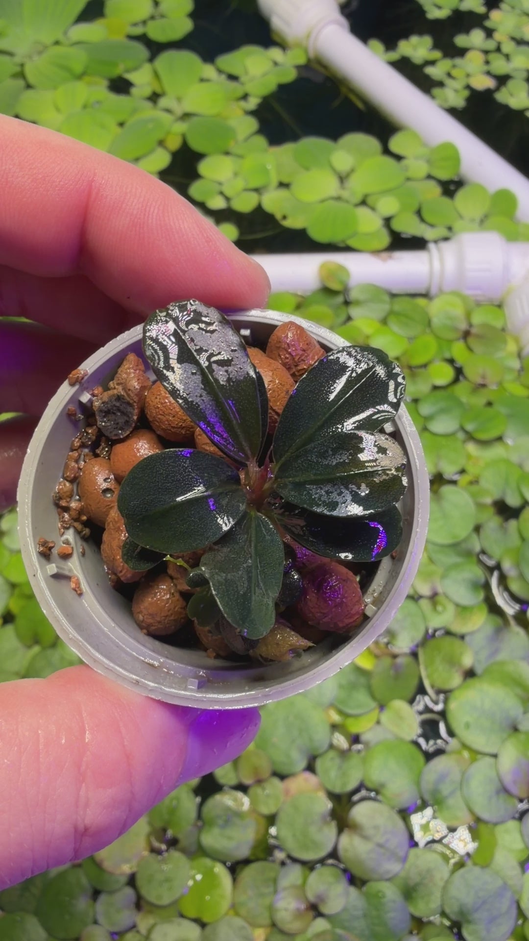 Bucephalandra Sp. 'Neo' (rare epiphyte plant)