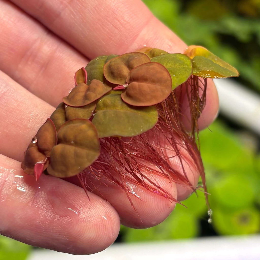 Red Root Floaters Phyllanthus Fluitans (x25 Plants) showcasing vibrant red roots and healthy leaves.