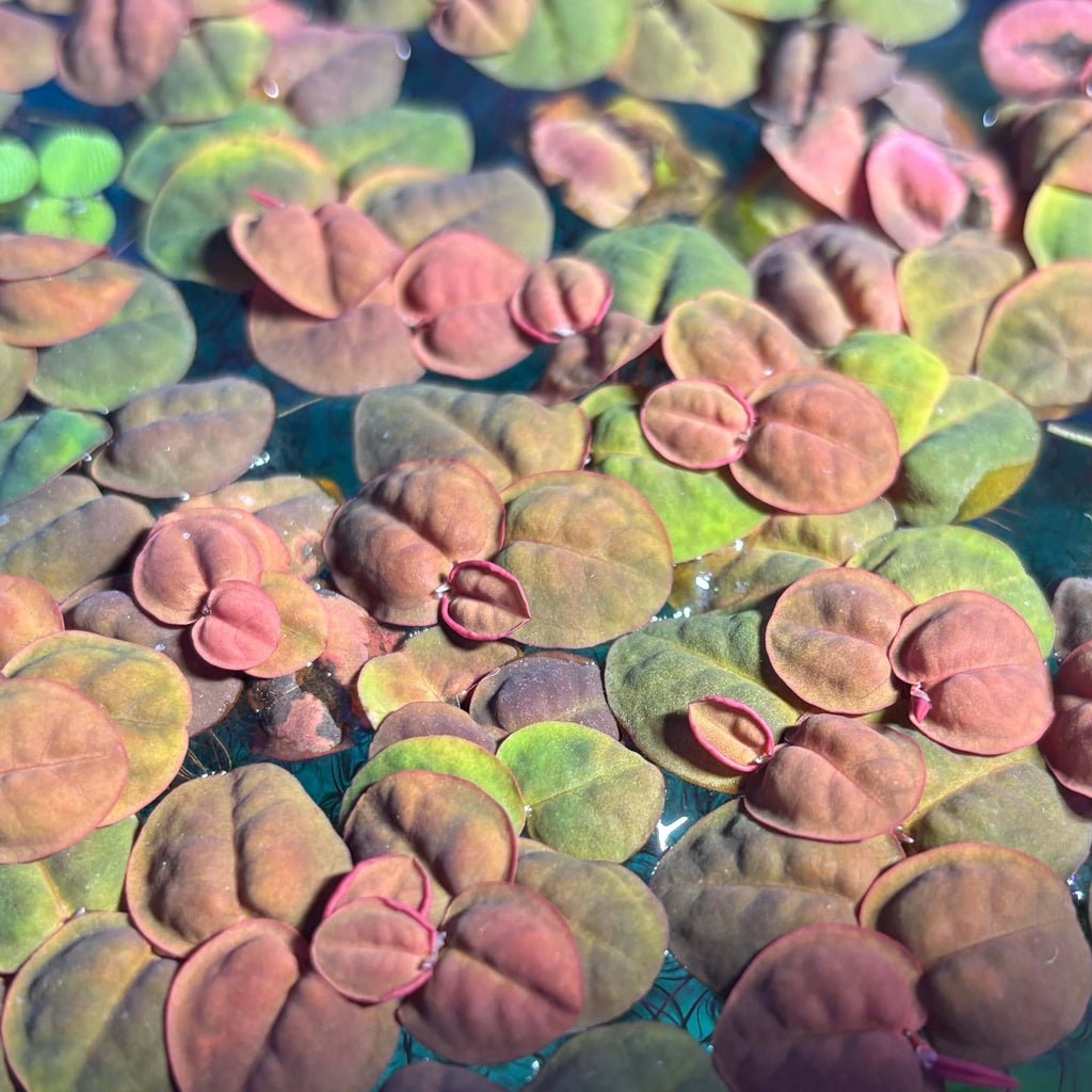 Red Root Floaters Phyllanthus Fluitans (x25 Plants) with vibrant red and green leaves in water.