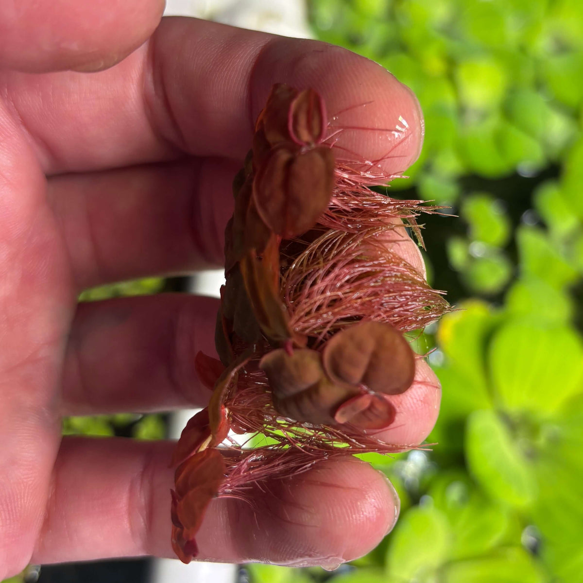 Red Root Floaters Phyllanthus Fluitans (x25 Plants) held in hand with striking red roots against green background.