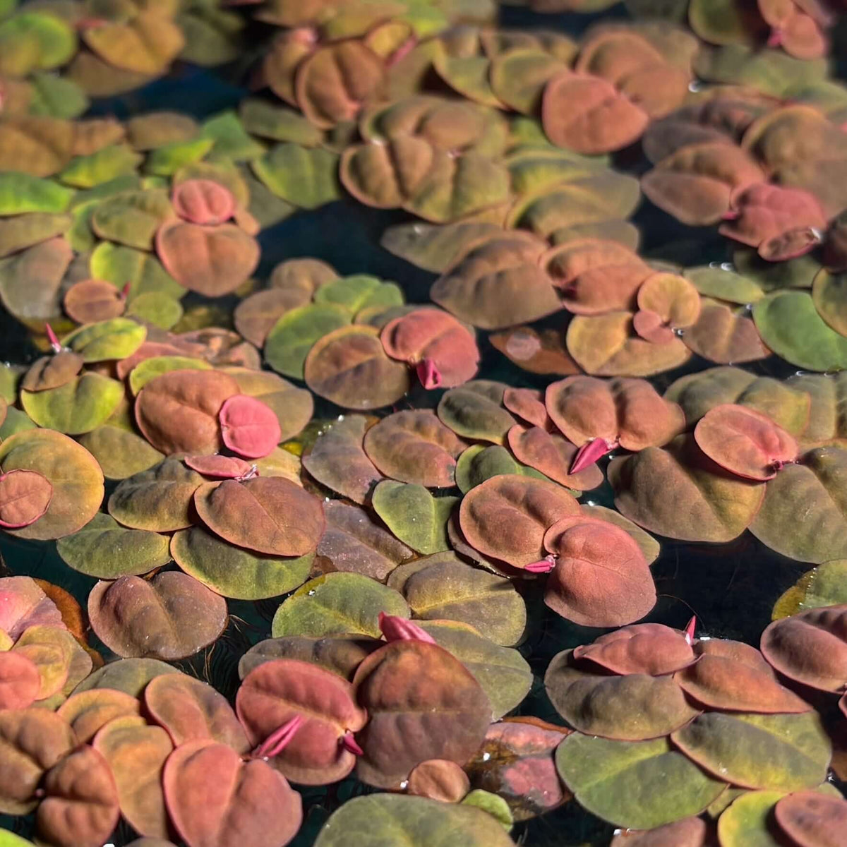Red Root Floaters Phyllanthus Fluitans (x25 Plants) with vibrant red and green leaves on water surface.