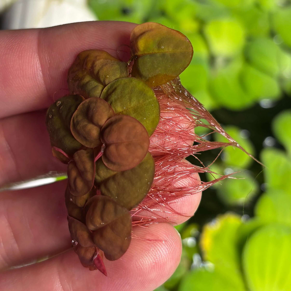 Red Root Floaters Phyllanthus Fluitans (x25 Plants) with vibrant red roots and green leaves in hand.