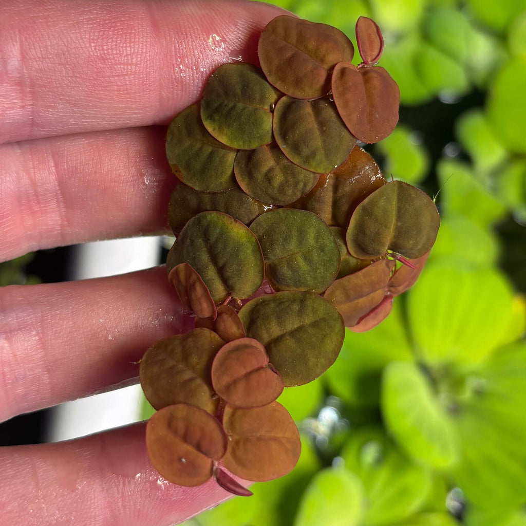 Red Root Floaters Phyllanthus Fluitans (x25 Plants) showing red and green leaves held in hand.