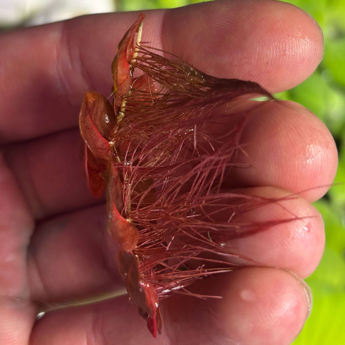 Red Root Floaters Phyllanthus Fluitans (x25 Plants) with vibrant red roots in hand, showing their vibrant color and texture.