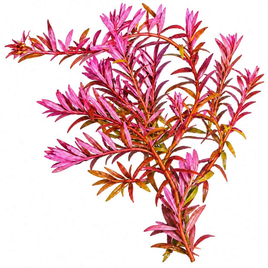Rotala orange juice (Rotala rotundifolia 'orange juice') dwarf rotala with vibrant pink and orange leaves.