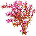 Rotala orange juice (Rotala rotundifolia 'orange juice') dwarf rotala with vibrant pink and orange leaves.