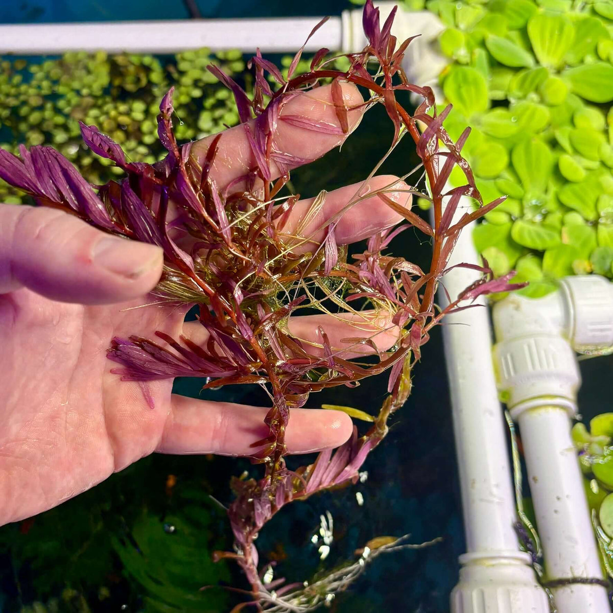 Rotala orange juice (Rotala rotundifolia 'orange juice') dwarf rotala held in hand, showcasing vibrant pink and orange leaves.