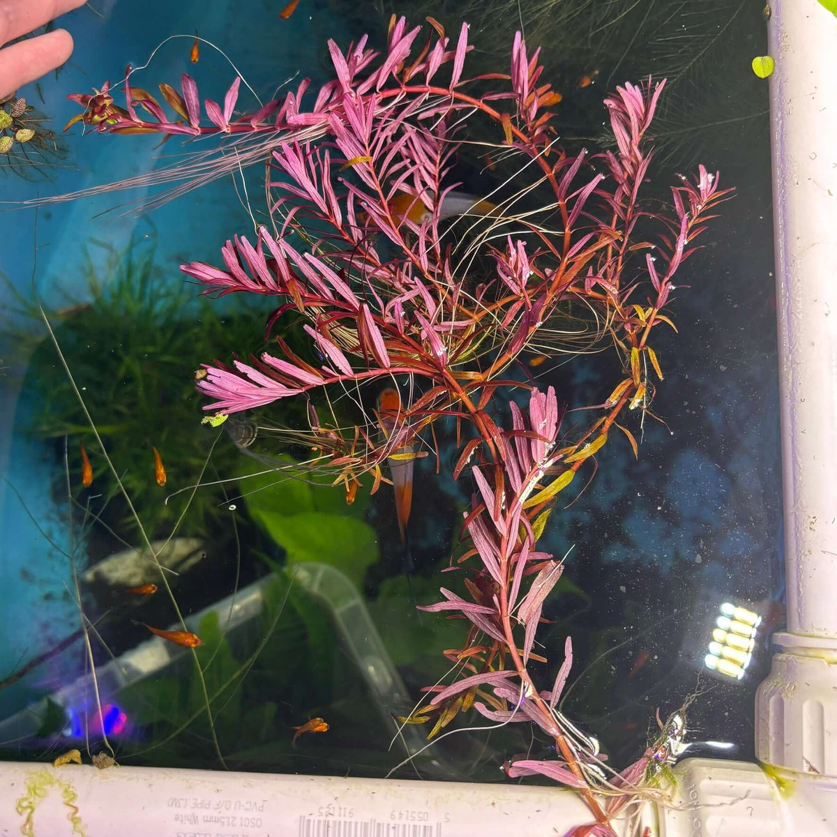 Rotala orange juice (Rotala rotundifolia 'orange juice') dwarf rotala with pink and orange leaves in aquarium water.