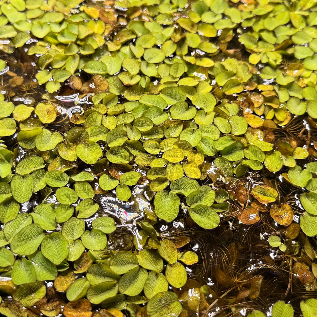 Salvinia Natans Water Fern x50 Plants floating in water, showcasing vibrant green leaves and aquatic environment.