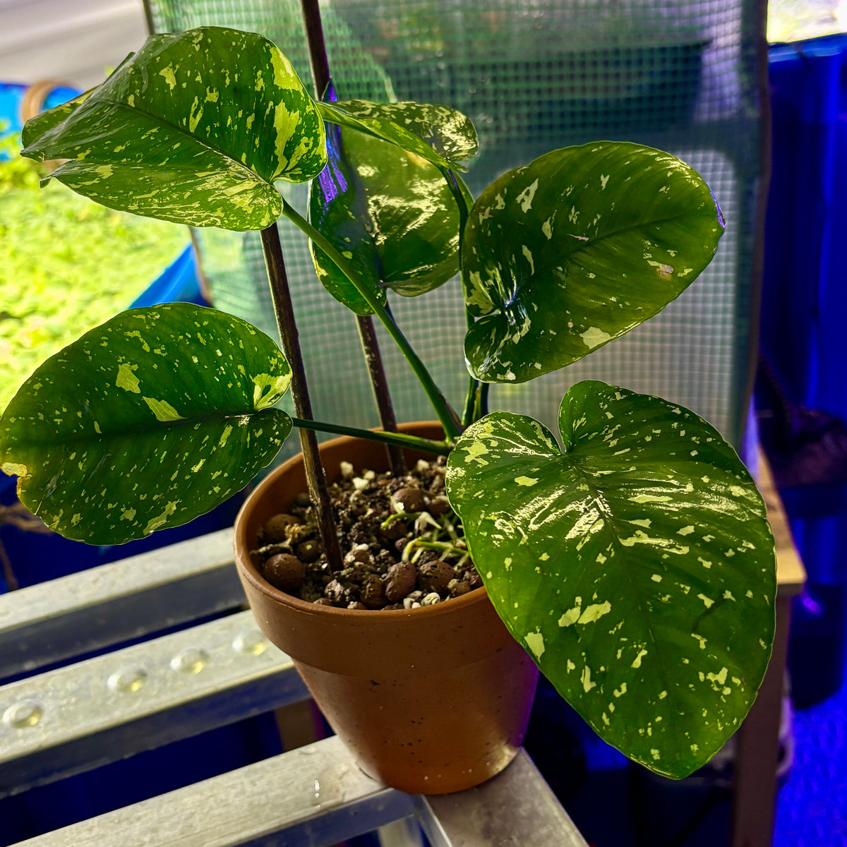 Large Anubias Var King / VarKing / Viking (Anubias barteri var. 'King') in a terracotta pot with glossy leaves.