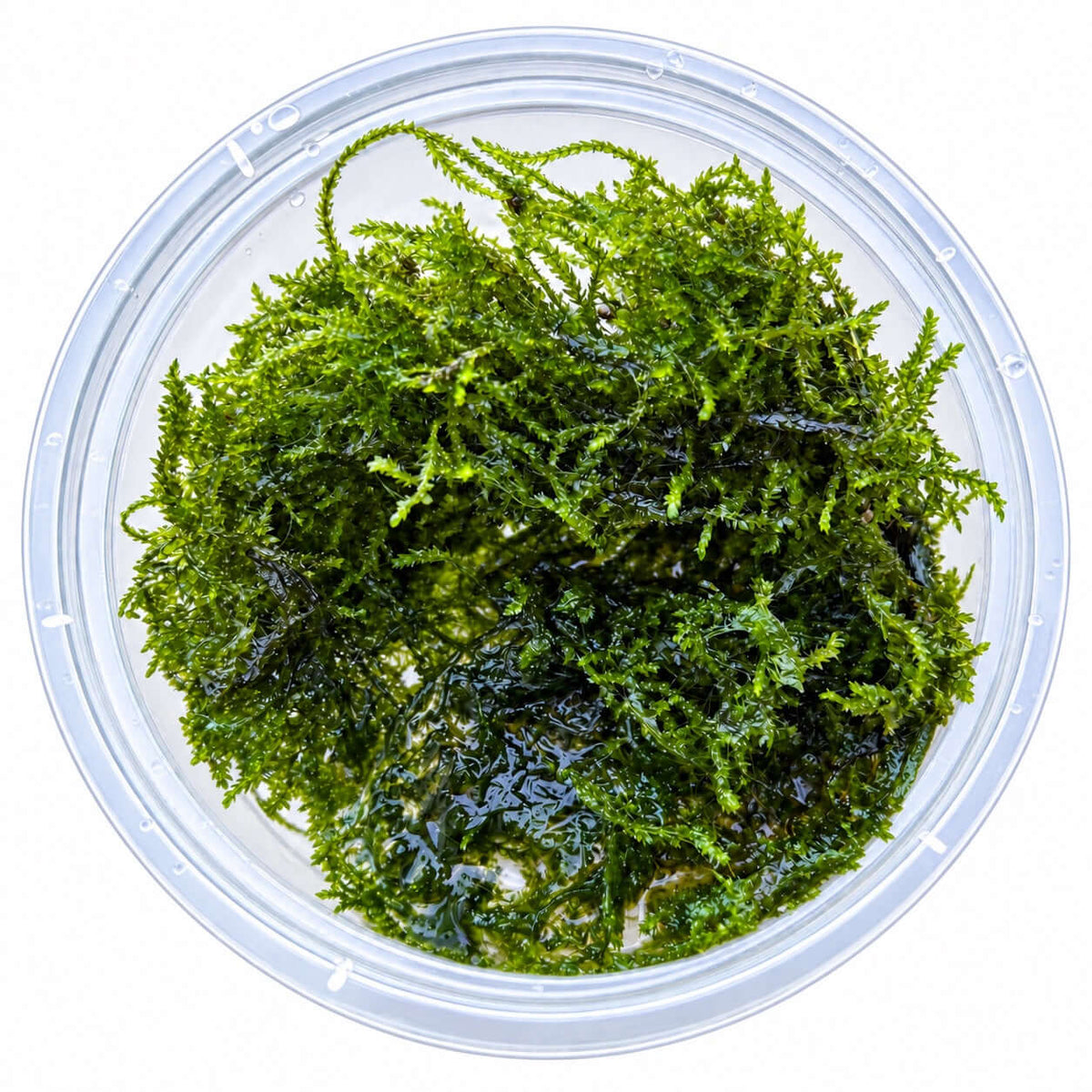 Weeping moss 10 g portion (Vesicularia ferriei) in clear container, showcasing lush green strands of moss.