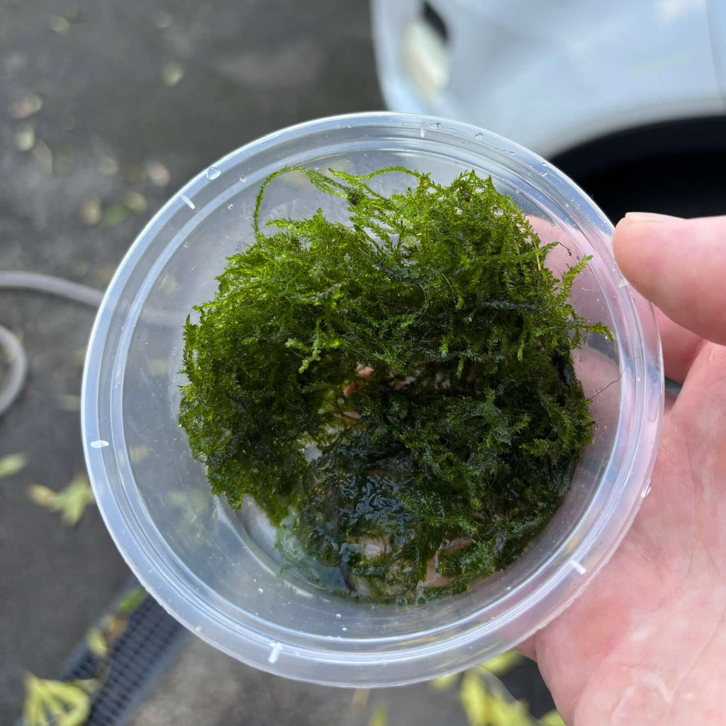 Weeping moss 10 g portion (Vesicularia ferriei) in a clear container, showcasing healthy green strands of moss.