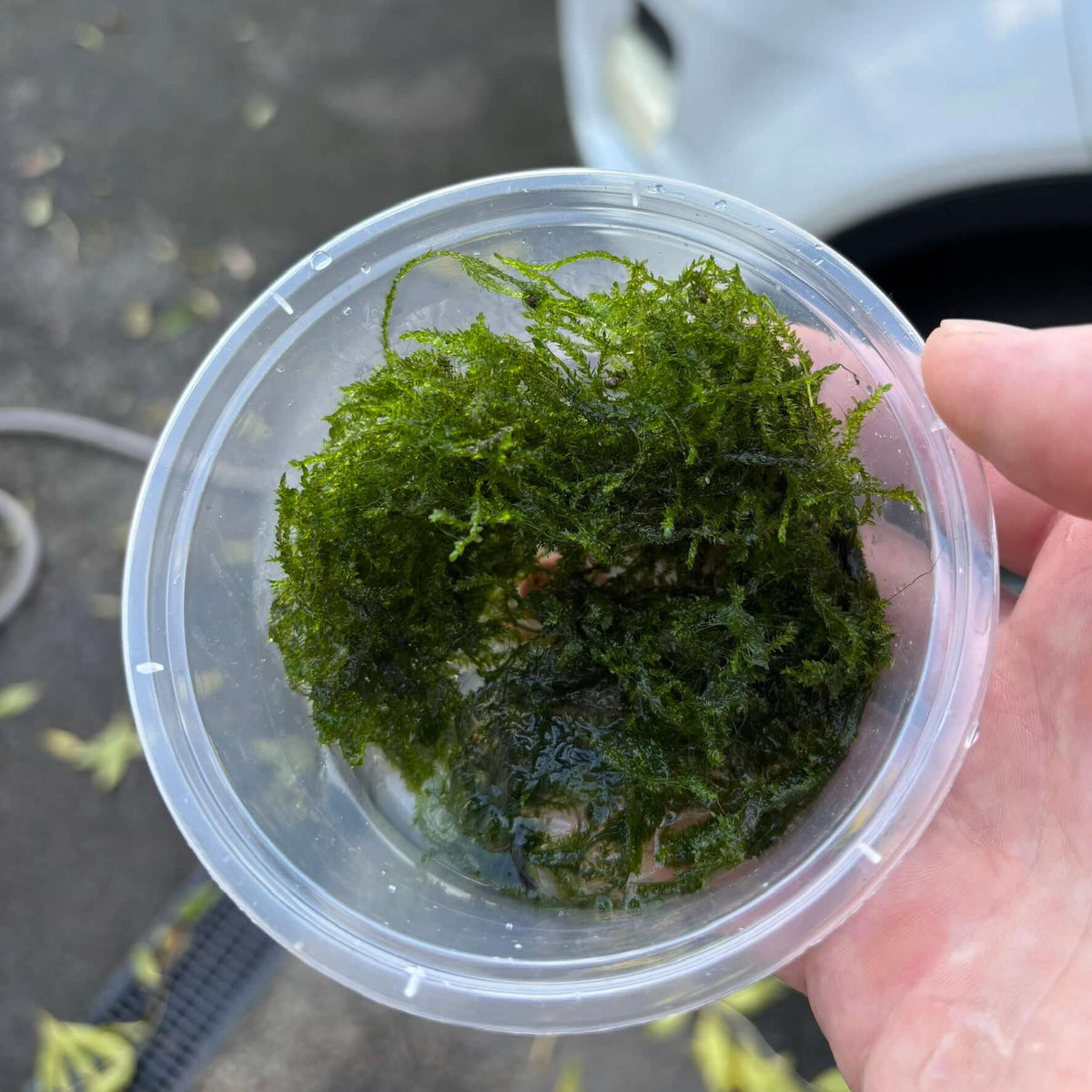 Weeping moss 10 g portion (Vesicularia ferriei) in a clear container, showcasing healthy green strands of moss.