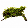 Weeping Moss Grown on Bog Wood (Vesicularia ferriei) beautifully anchored on bog wood for aquariums and terrariums.