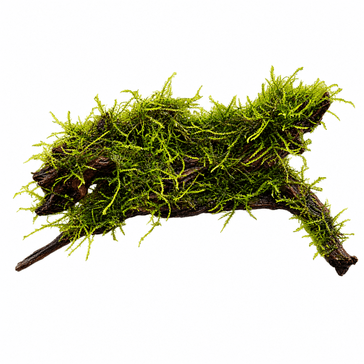 Weeping Moss Grown on Bog Wood (Vesicularia ferriei) beautifully anchored on bog wood for aquariums and terrariums.